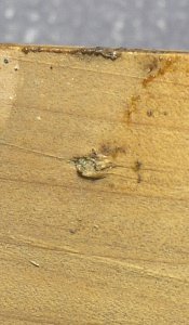 Filled-in hole in the sides of the Sanguino guitar (detail)